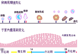 ½ӌmĤֳٵ׃